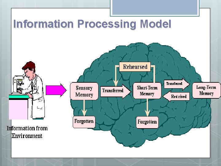 Information Processing Model 