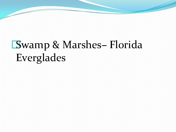 �Swamp & Marshes– Florida Everglades 