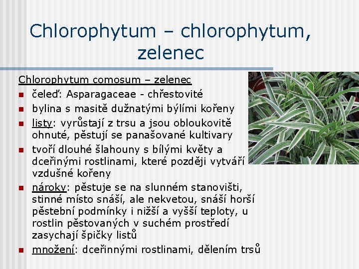 Chlorophytum – chlorophytum, zelenec Chlorophytum comosum – zelenec n čeleď: Asparagaceae - chřestovité n