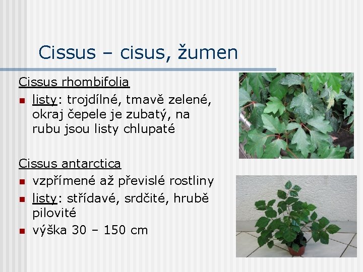 Cissus – cisus, žumen Cissus rhombifolia n listy: trojdílné, tmavě zelené, okraj čepele je