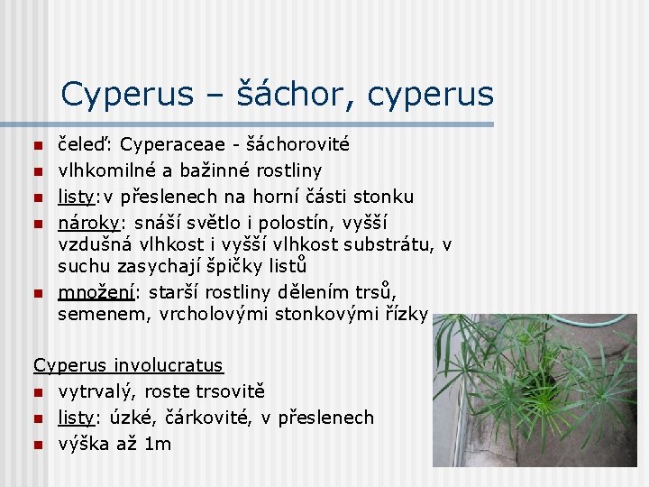 Cyperus – šáchor, cyperus n n n čeleď: Cyperaceae - šáchorovité vlhkomilné a bažinné