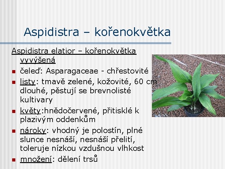 Aspidistra – kořenokvětka Aspidistra elatior – kořenokvětka vyvýšená n čeleď: Asparagaceae - chřestovité n