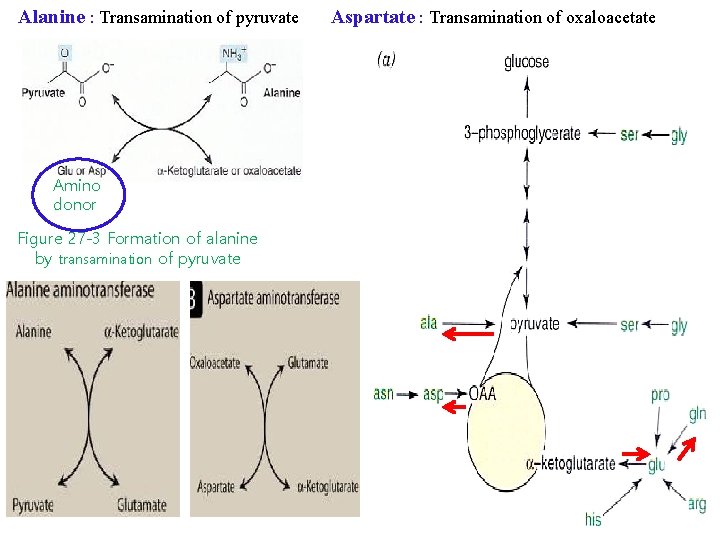 Alanine : Transamination of pyruvate Amino donor Figure 27 -3 Formation of alanine by