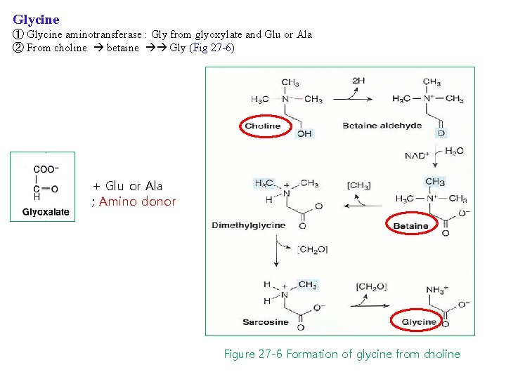 Glycine ① Glycine aminotransferase : Gly from glyoxylate and Glu or Ala ② From