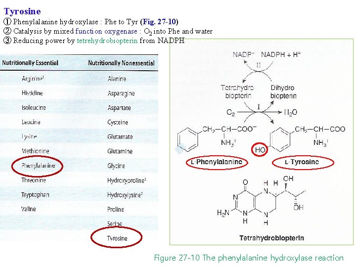 Tyrosine ① Phenylalanine hydroxylase : Phe to Tyr (Fig. 27 -10) ② Catalysis by