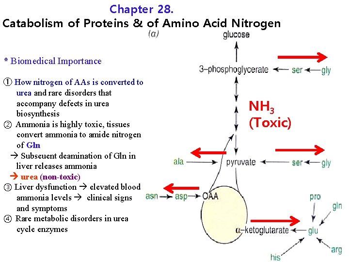 Chapter 28. Catabolism of Proteins & of Amino Acid Nitrogen * Biomedical Importance ①
