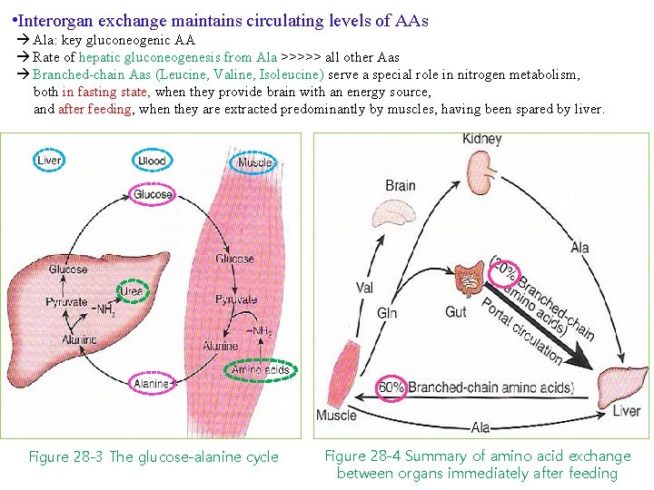  • Interorgan exchange maintains circulating levels of AAs Ala: key gluconeogenic AA Rate