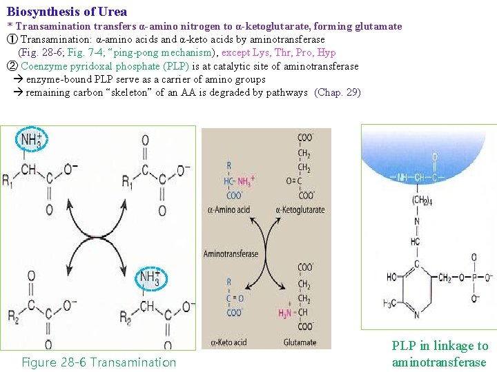Biosynthesis of Urea * Transamination transfers α-amino nitrogen to α-ketoglutarate, forming glutamate ① Transamination: