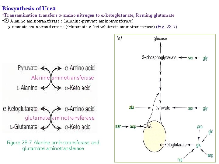 Biosynthesis of Urea • Transamination transfers α-amino nitrogen to α-ketoglutarate, forming glutamate • ③