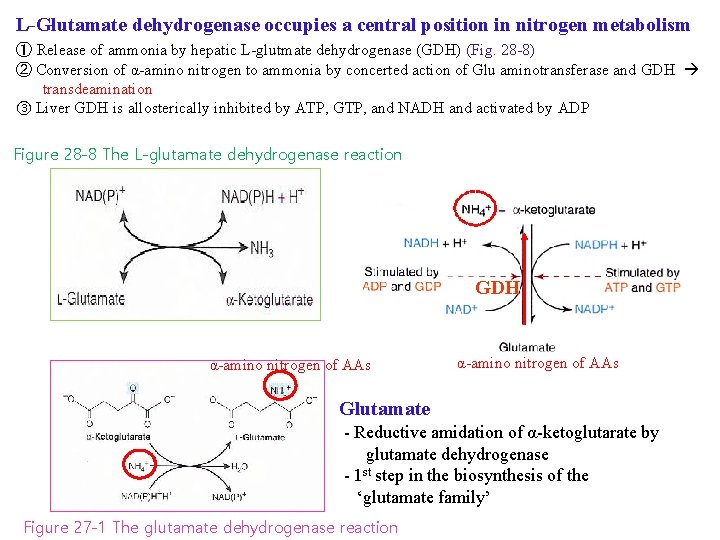 L-Glutamate dehydrogenase occupies a central position in nitrogen metabolism ① Release of ammonia by