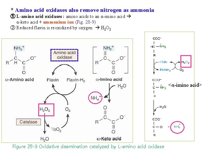 * Amino acid oxidases also remove nitrogen as ammonia ① L-amino acid oxidases :