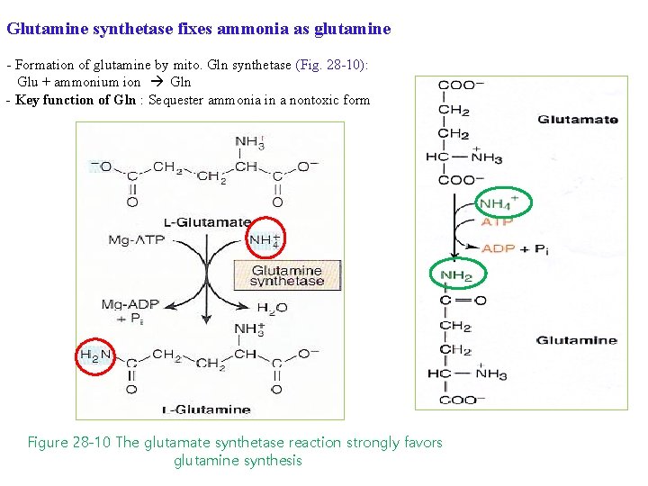 Glutamine synthetase fixes ammonia as glutamine - Formation of glutamine by mito. Gln synthetase
