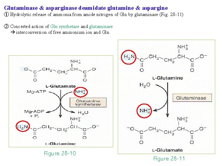 Glutaminase & asparginase deamidate glutamine & aspargine ① Hydrolytic release of ammonia from amide