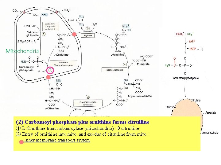 Mitochondria (2) Carbamoyl phosphate plus ornithine forms citrulline ① L-Ornithine transcarbamoylase (mitochondria) citrulline ②