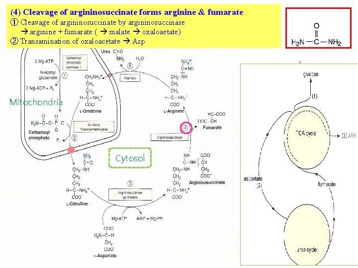 (4) Cleavage of argininosuccinate forms arginine & fumarate ① Cleavage of argininosuccinate by argininosuccinase