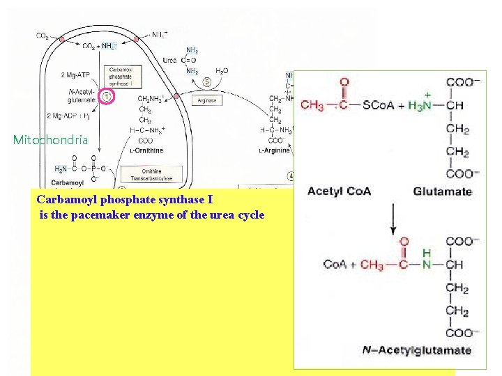 Mitochondria Carbamoyl phosphate synthase I is the pacemaker enzyme of the urea cycle 
