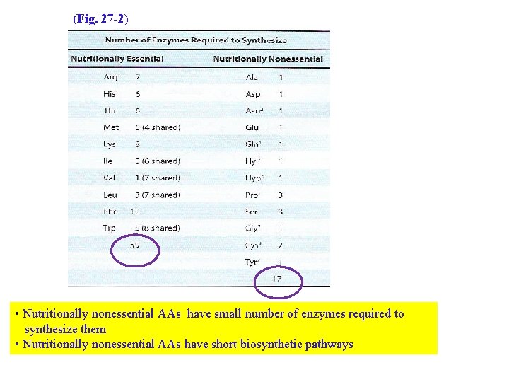 (Fig. 27 -2) • Nutritionally nonessential AAs have small number of enzymes required to