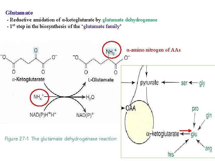 Glutamate - Reductive amidation of α-ketoglutarate by glutamate dehydrogenase - 1 st step in