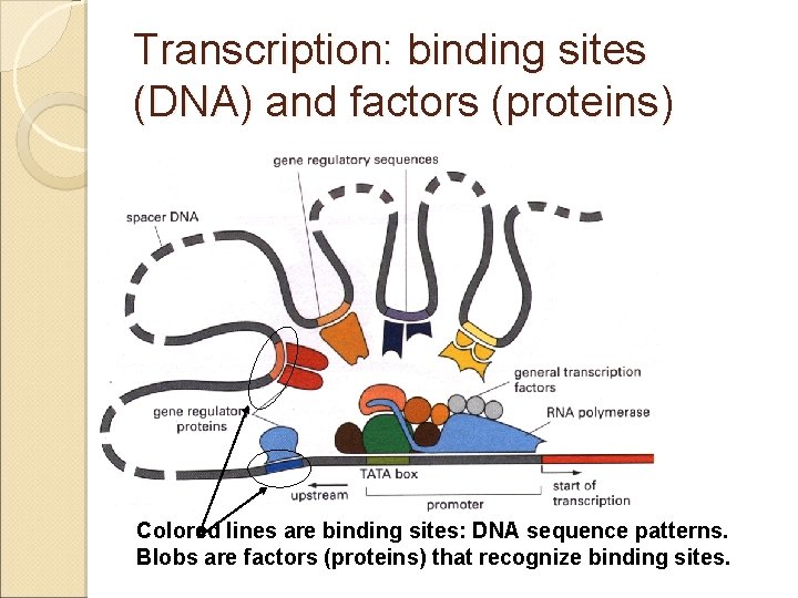 Transcription: binding sites (DNA) and factors (proteins) Colored lines are binding sites: DNA sequence