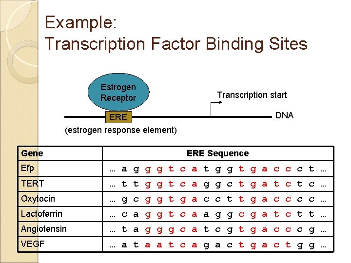 Example: Transcription Factor Binding Sites Estrogen Receptor Transcription start DNA ERE (estrogen response element)