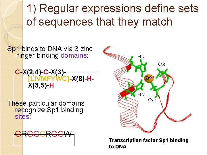 1) Regular expressions define sets of sequences that they match Sp 1 binds to