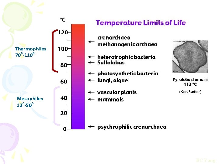 Thermophiles 70 o-110 o Mesophiles 10 o-50 o BC Yang 