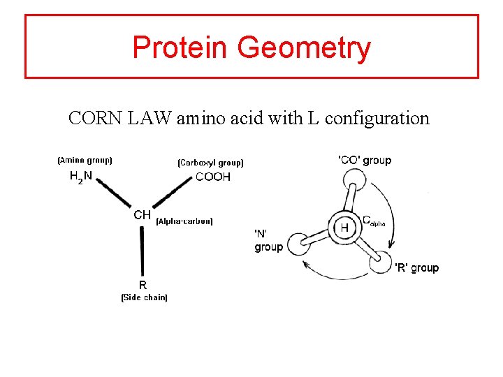 Protein Geometry CORN LAW amino acid with L configuration 