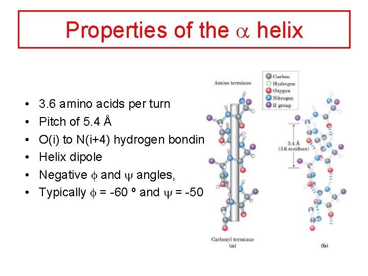 Properties of the a helix • • • 3. 6 amino acids per turn