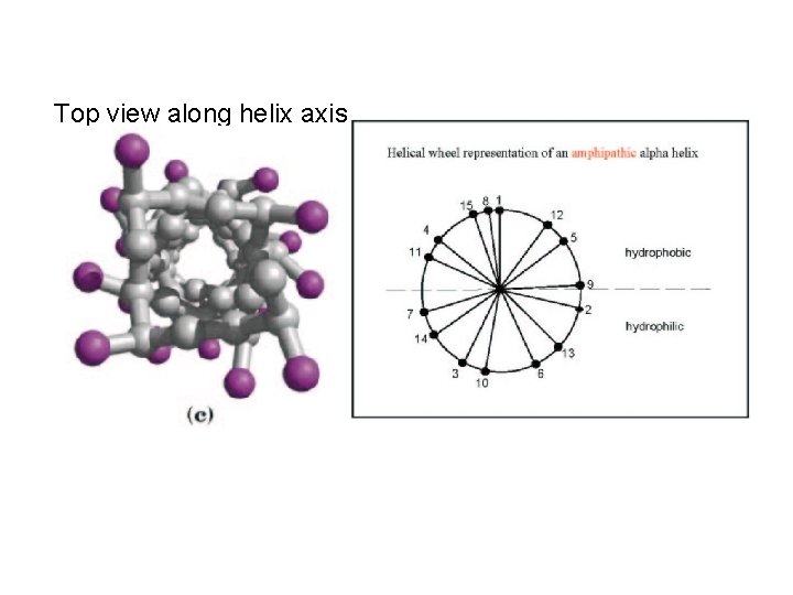 Top view along helix axis 