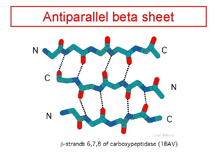 Antiparallel beta sheet 