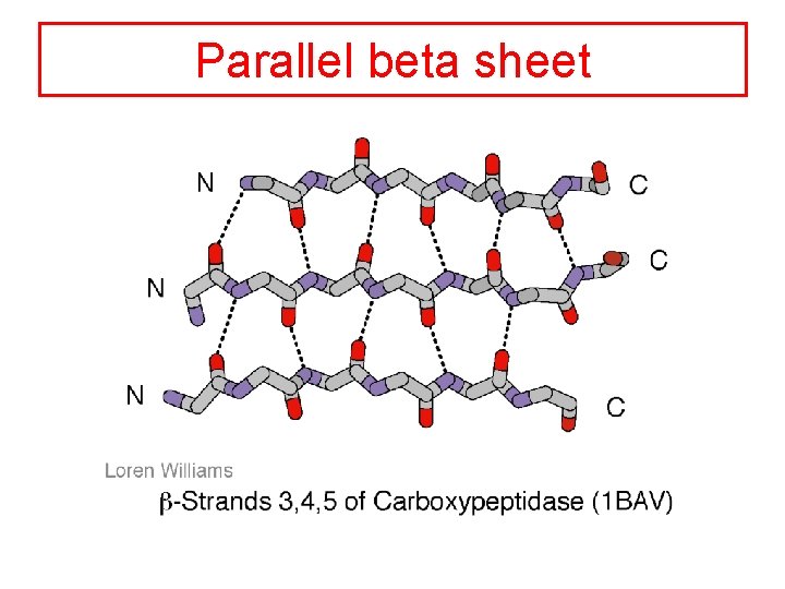 Parallel beta sheet 