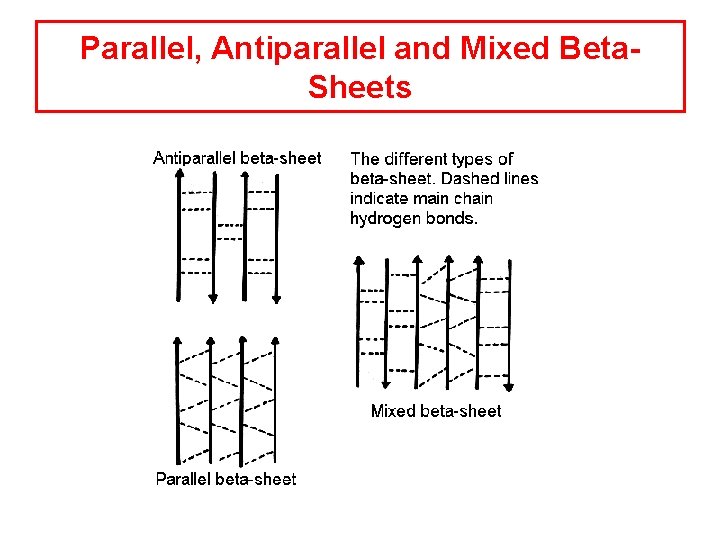 Parallel, Antiparallel and Mixed Beta. Sheets 