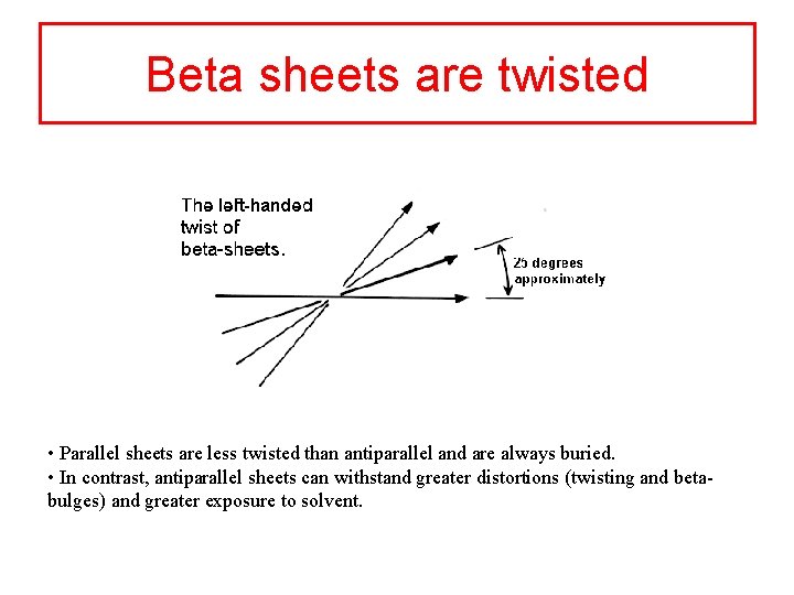 Beta sheets are twisted • Parallel sheets are less twisted than antiparallel and are