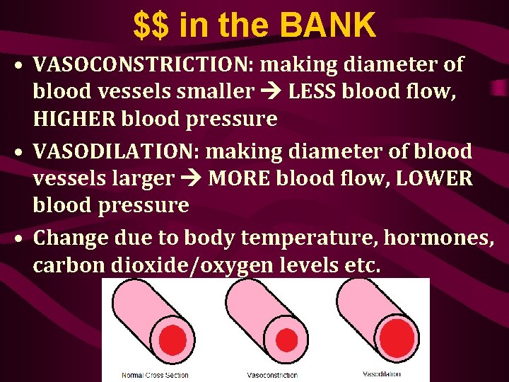 $$ in the BANK • VASOCONSTRICTION: making diameter of blood vessels smaller LESS blood