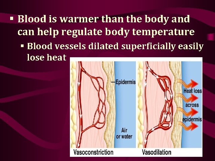 § Blood is warmer than the body and can help regulate body temperature §