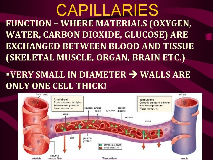 CAPILLARIES FUNCTION – WHERE MATERIALS (OXYGEN, WATER, CARBON DIOXIDE, GLUCOSE) ARE EXCHANGED BETWEEN BLOOD