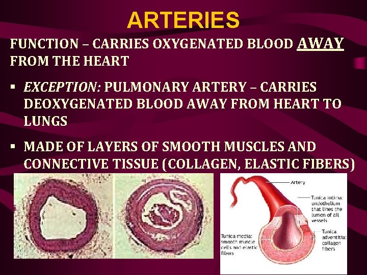 ARTERIES FUNCTION – CARRIES OXYGENATED BLOOD AWAY FROM THE HEART § EXCEPTION: PULMONARY ARTERY