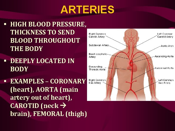 ARTERIES § HIGH BLOOD PRESSURE, THICKNESS TO SEND BLOOD THROUGHOUT THE BODY § DEEPLY