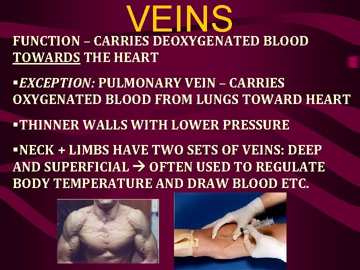VEINS FUNCTION – CARRIES DEOXYGENATED BLOOD TOWARDS THE HEART §EXCEPTION: PULMONARY VEIN – CARRIES