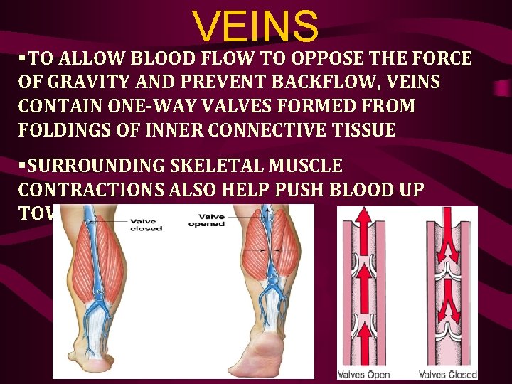 VEINS §TO ALLOW BLOOD FLOW TO OPPOSE THE FORCE OF GRAVITY AND PREVENT BACKFLOW,