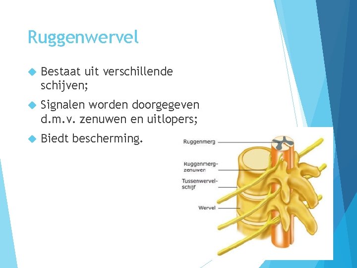 Ruggenwervel Bestaat uit verschillende schijven; Signalen worden doorgegeven d. m. v. zenuwen en uitlopers;