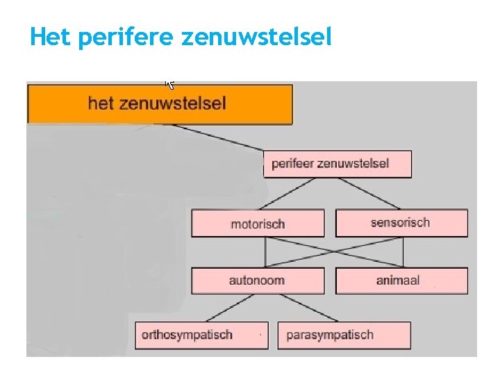 Het perifere zenuwstelsel 