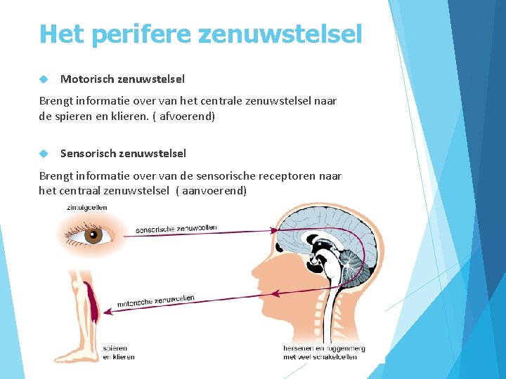 Het perifere zenuwstelsel Motorisch zenuwstelsel Brengt informatie over van het centrale zenuwstelsel naar de