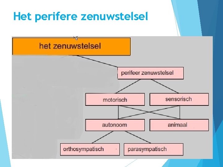 Het perifere zenuwstelsel 