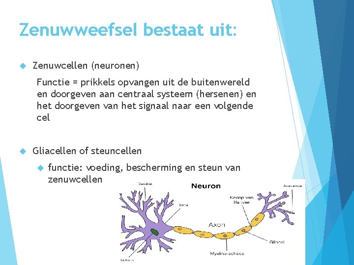 Zenuwweefsel bestaat uit: Zenuwcellen (neuronen) Functie = prikkels opvangen uit de buitenwereld en doorgeven