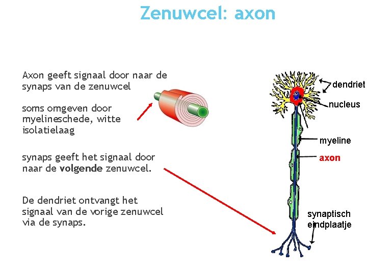 Zenuwcel: axon Axon geeft signaal door naar de synaps van de zenuwcel soms omgeven