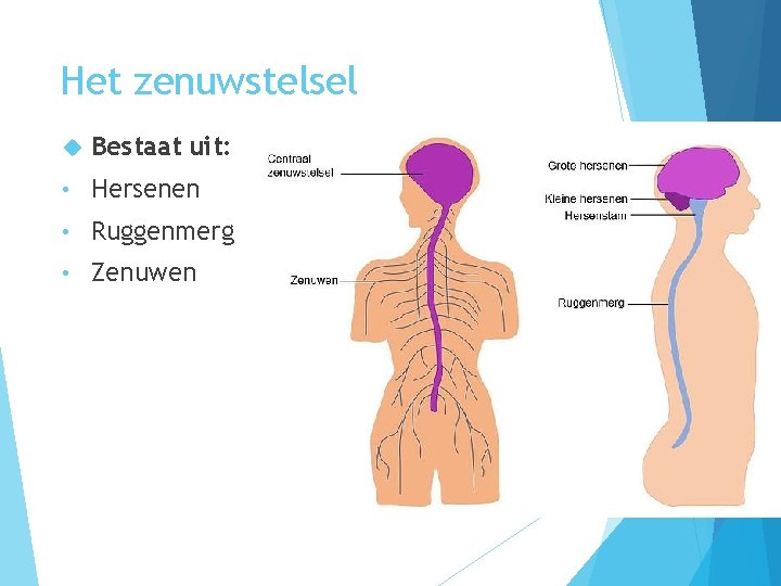 Het zenuwstelsel Bestaat uit: • Hersenen • Ruggenmerg • Zenuwen 