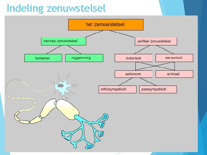 Indeling zenuwstelsel 