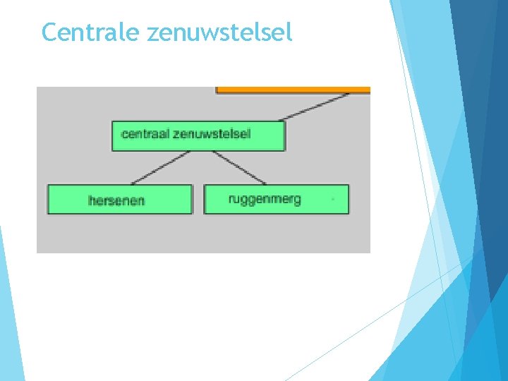 Centrale zenuwstelsel 