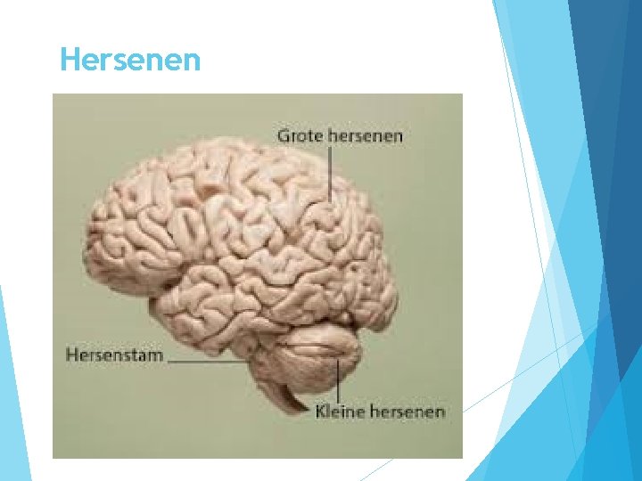 Hersenen 